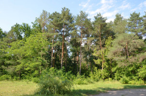 NIK_0388